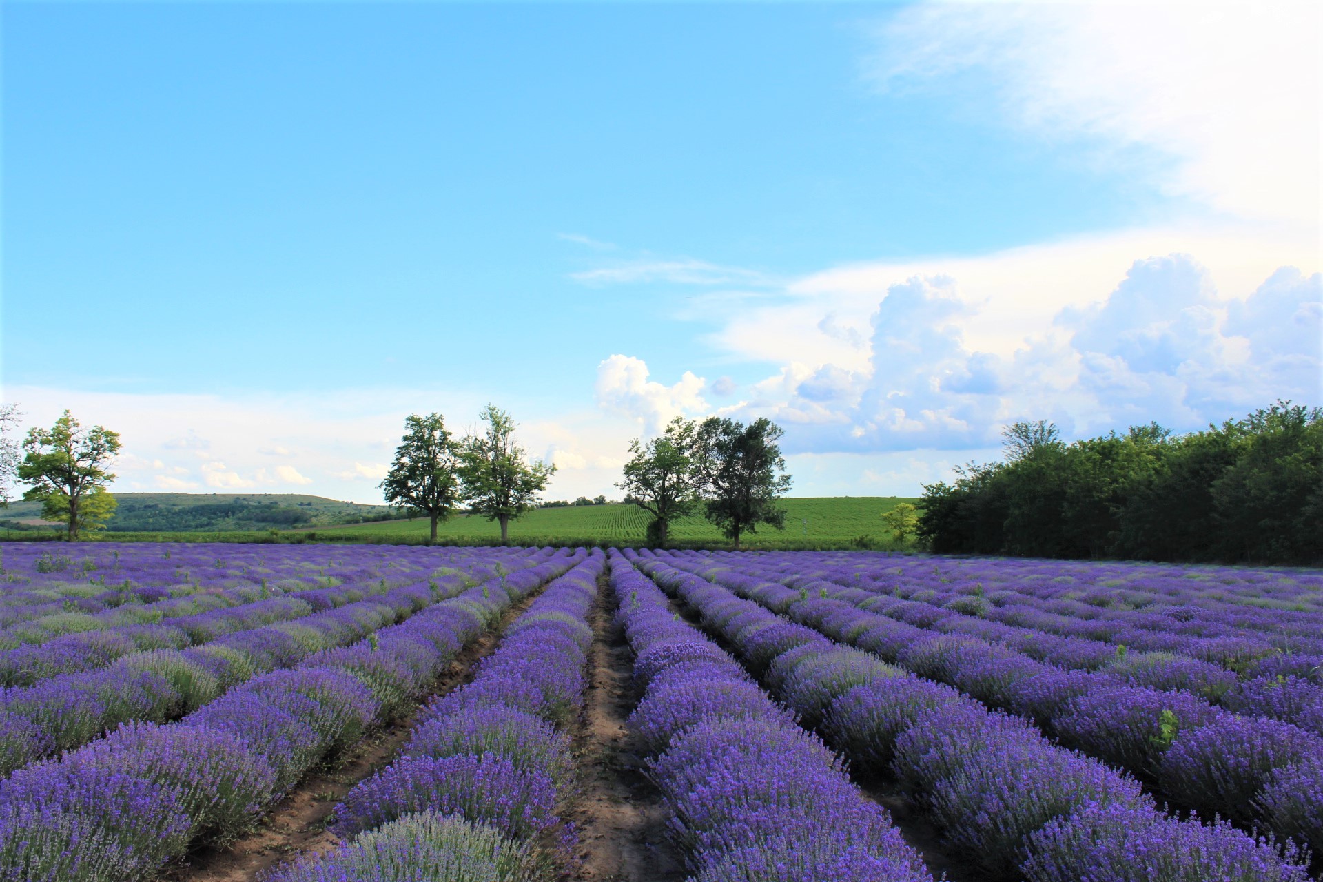 Why Lavender Floral Water is a great Christmas gift