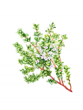 Thyme - the herb of the gods