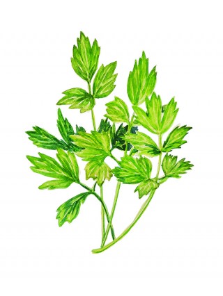 Lovage - the love herb with a special flavor