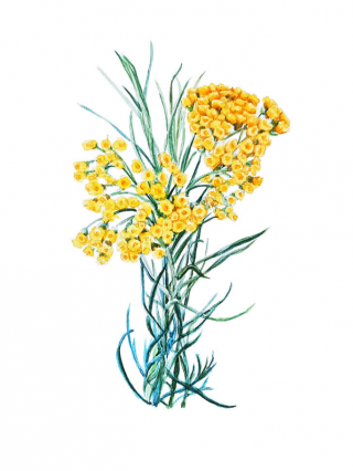 Helichrysum - a herb like a phoenix from the ashes