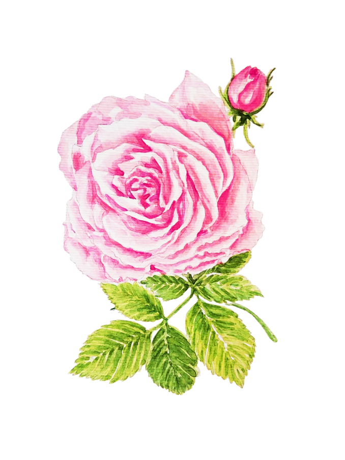 Rose (Rosa damascena) 