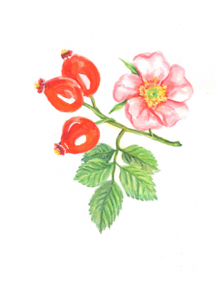 Rosehip - Queen of herbs and untamed beauty